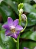 Phal. Evarise Blue Angel